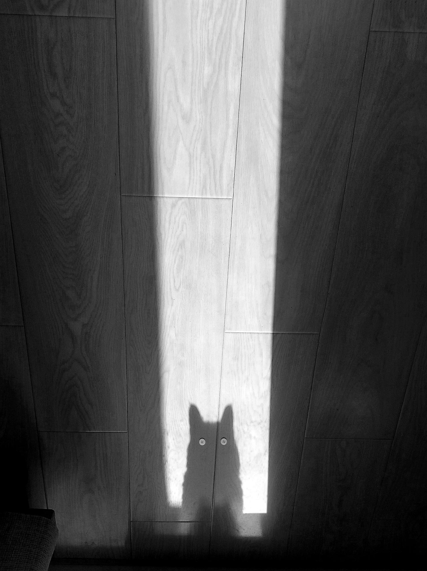YUZI Shadows Gazing Back, YUZI, Shot on a Huawei Nova