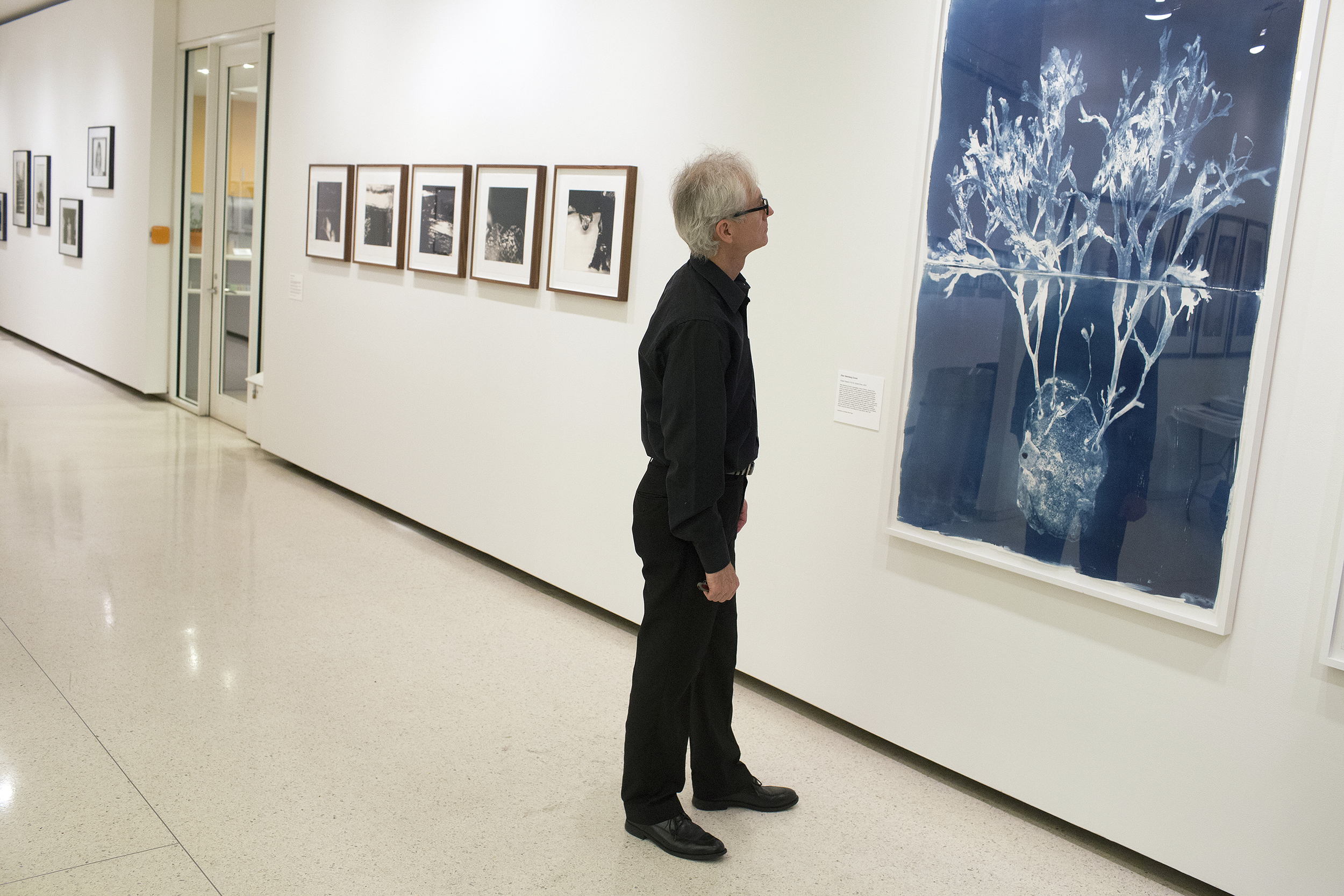 A visitor looks at a cyanotype print by Ellen Steinberg Coven. A visitor looks at a cyanotype print by Ellen Steinberg Coven.