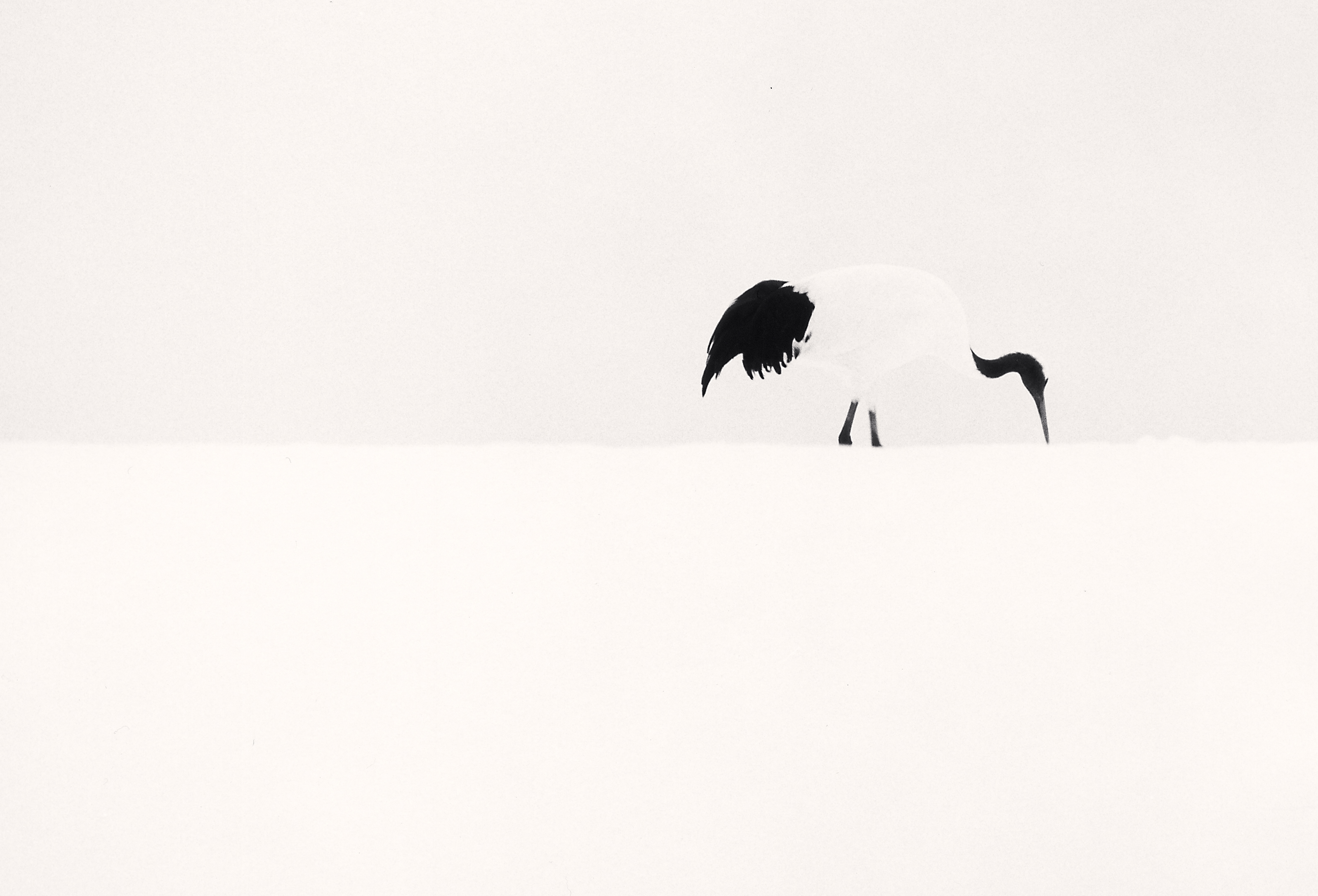 Red Crown Crane Feeding, Tsurui, Hokkaido, Japan