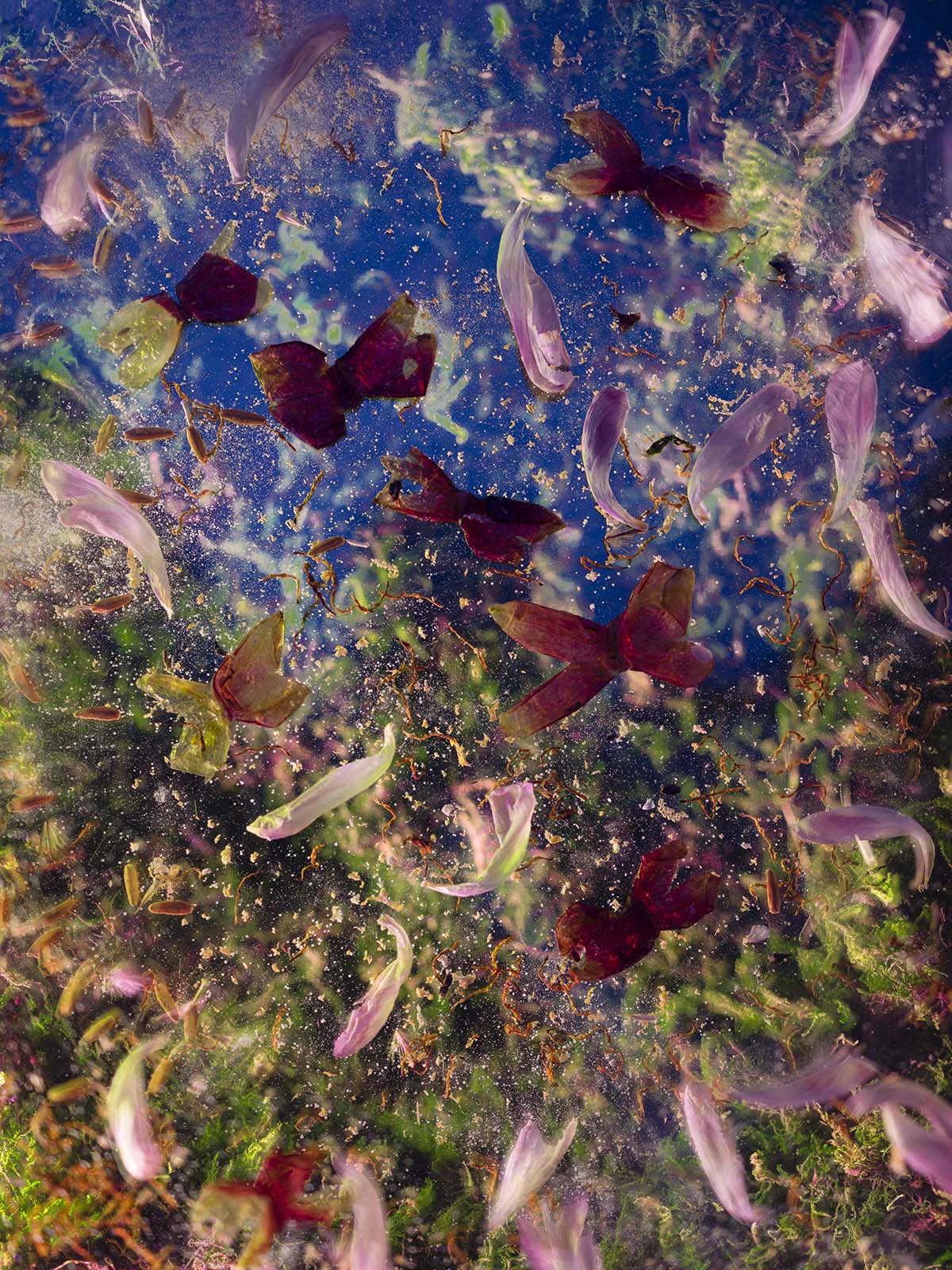 © Forrest Simmons (ADV 2017)