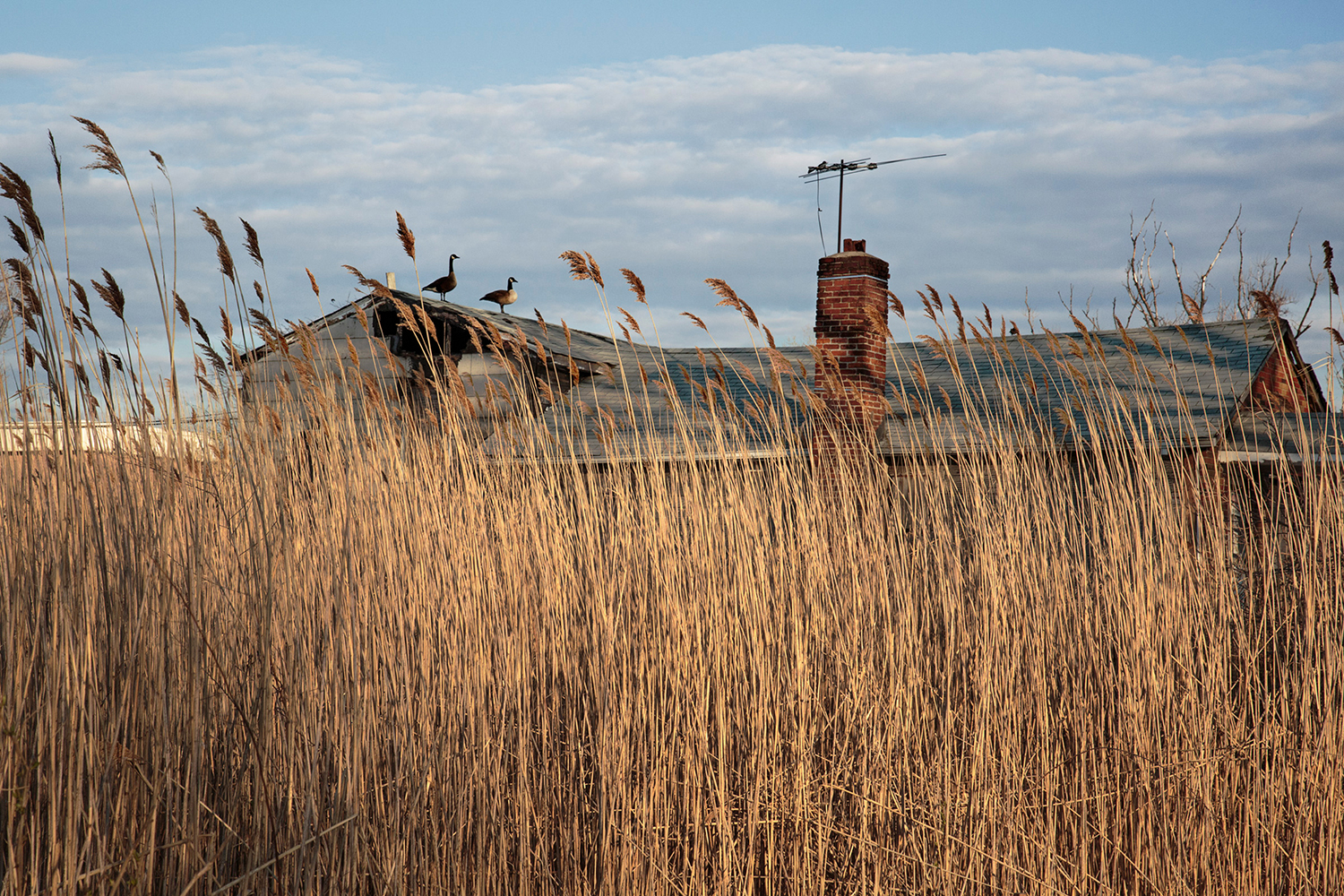 Canada Geese stand on top of a water damaged house in the Oakwood Beach Neighborhood of Staten Island. April 14, 2016. Canada Geese stand on top of a water damaged house in the Oakwood Beach Neighborhood of Staten Island. April 14, 2016.