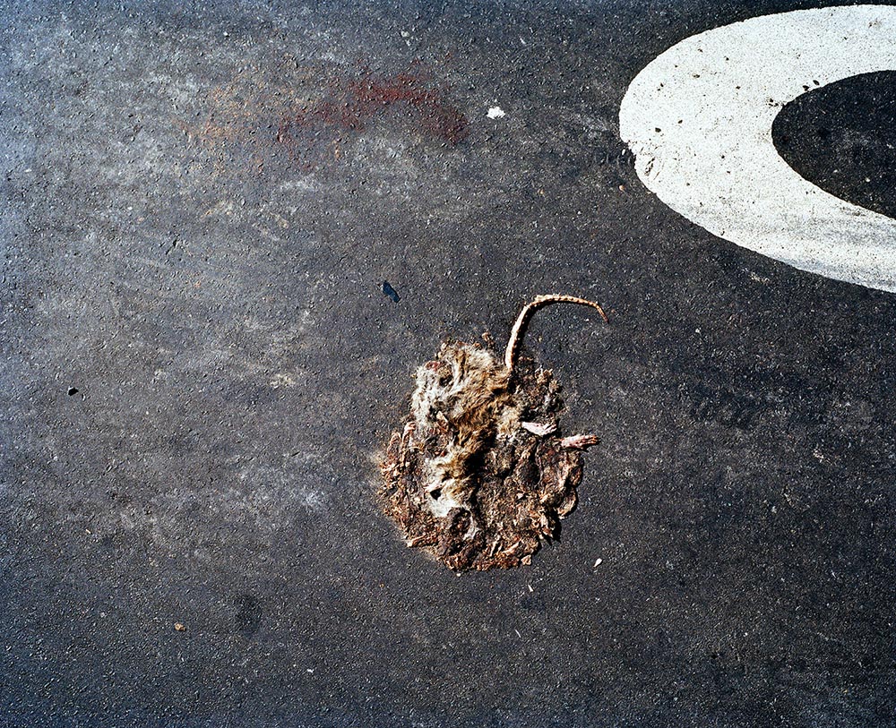 Rat Vom, NYC, 2013. © Nathan Bett Rat Vom, NYC, 2013. © Nathan Bett