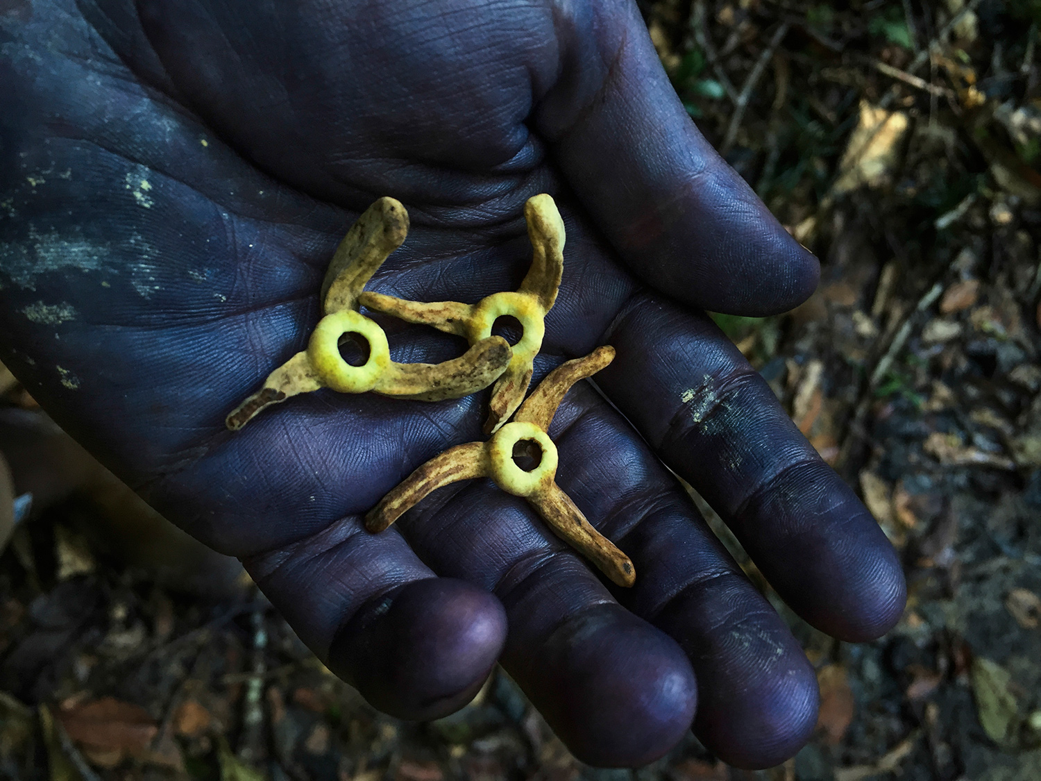 The photographer, his hands dyed blue from jenipapo fruit (Genipa Americana), holds a few unidentified flowers and pollen that he collected from the base of a massive tree in the Brazilian Amazon. © Daniel Kukla The photographer, his hands dyed blue from jenipapo fruit (Genipa Americana), holds a few unidentified flowers and pollen that he collected from the base of a massive tree in the Brazilian Amazon. © Daniel Kukla