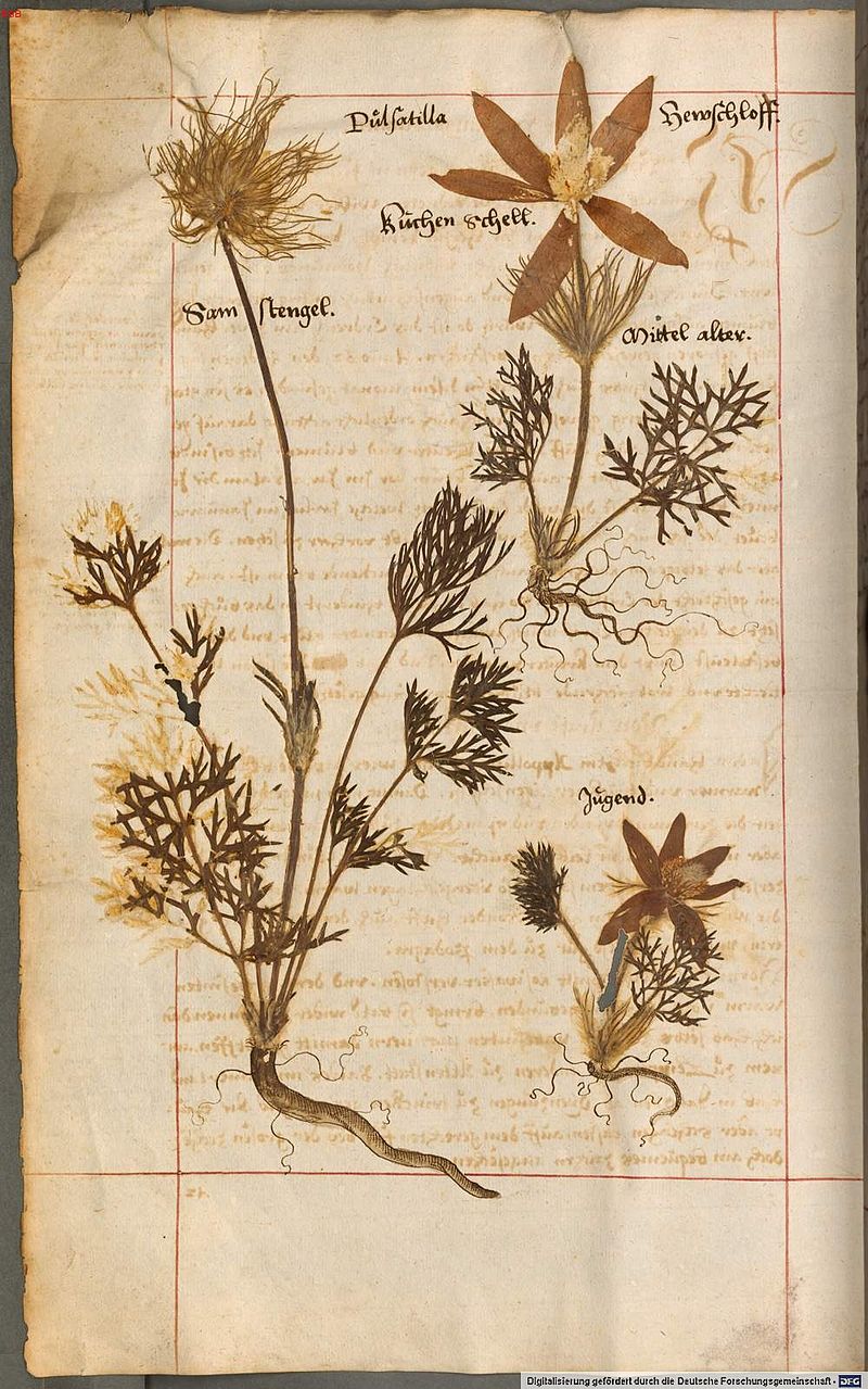 Harder, Hieronymus. Page from Herbarium Vivum. circa 1600 Harder, Hieronymus. Page from Herbarium Vivum. circa 1600