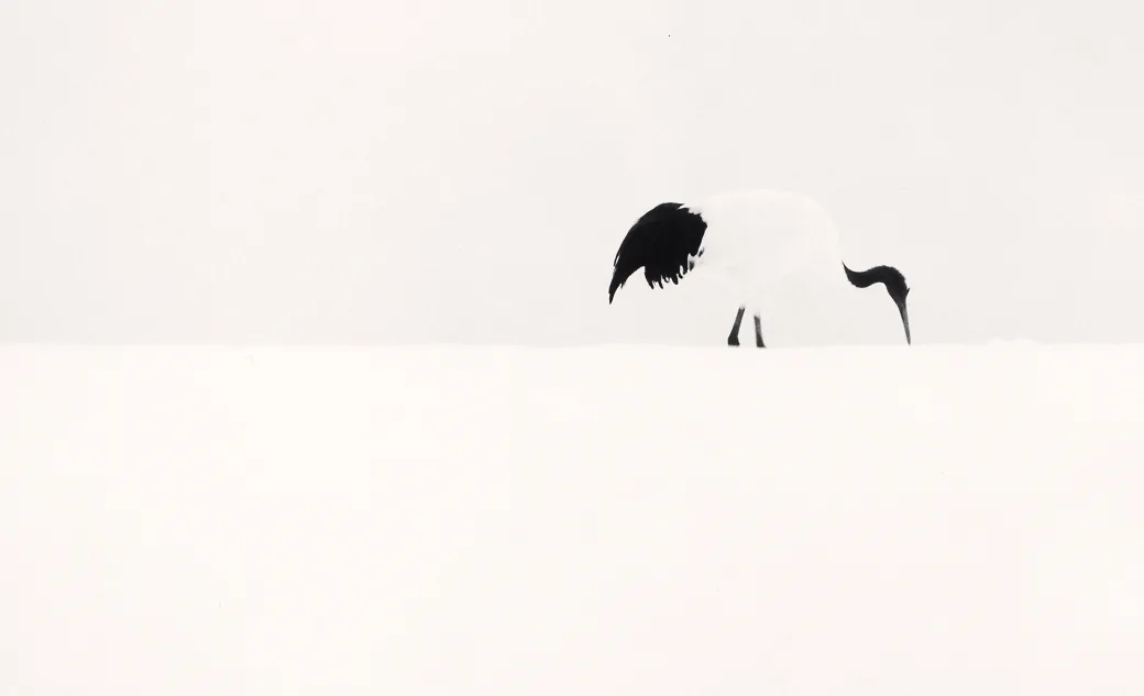 Red Crown Crane Feeding, Tsurui, Hokkaido, Japan