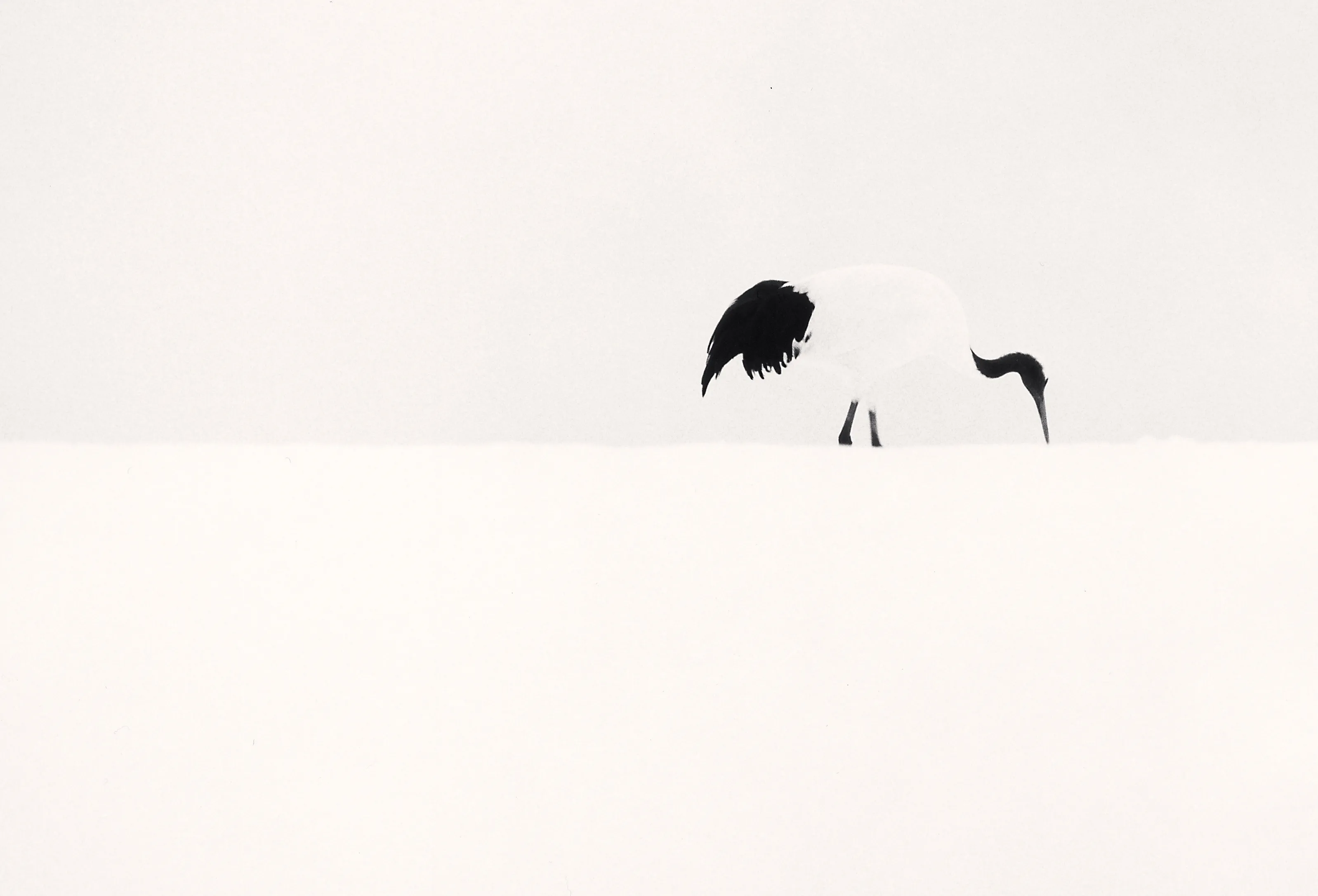 Red Crown Crane Feeding, Tsurui, Hokkaido, Japan