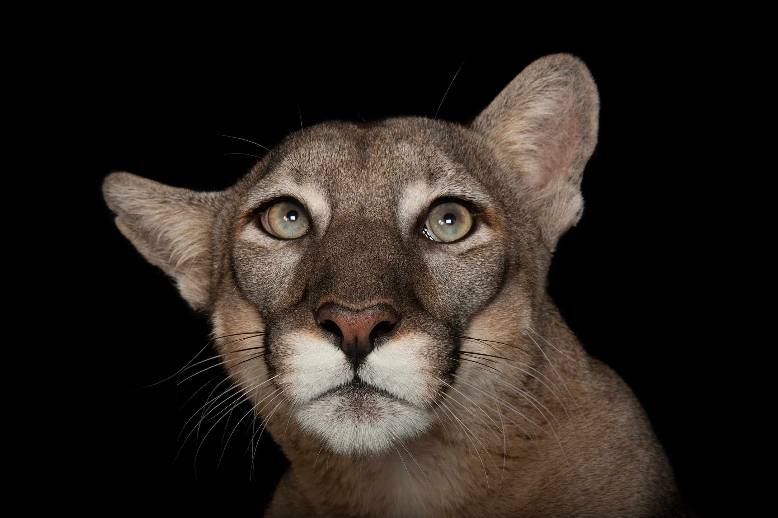 The head of a panther.