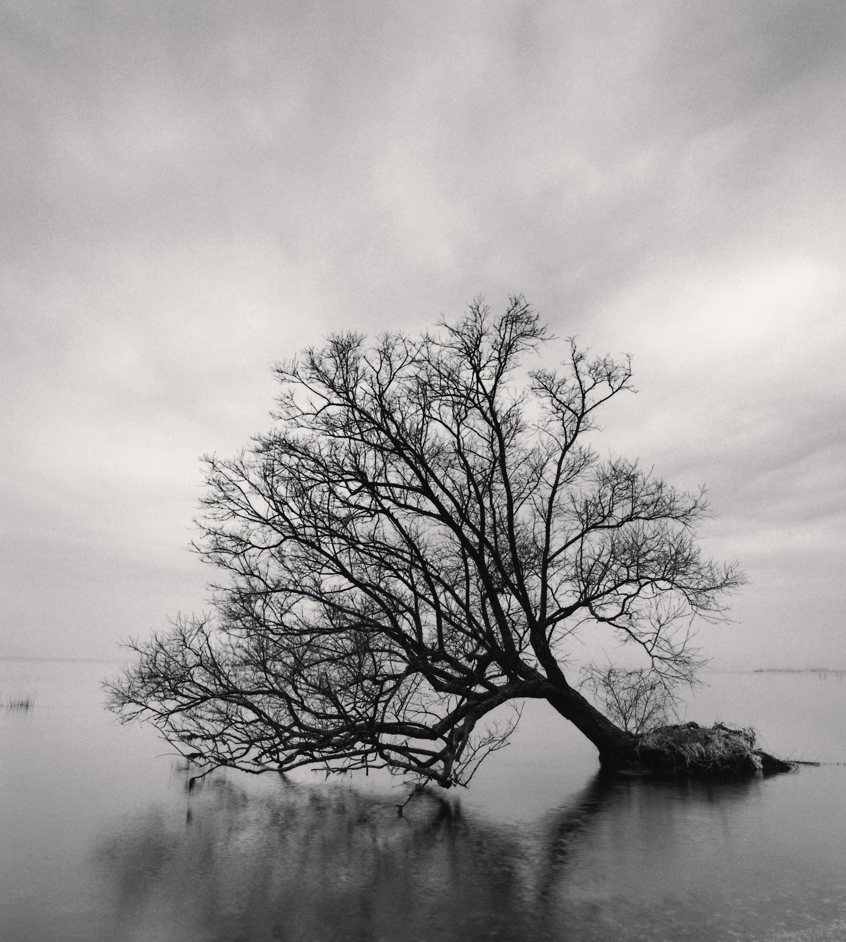 Falling Tree, Nagahama, Honshu, Japan, 2002 © Michael KennaCourtesy Peter Fetterman Gallery