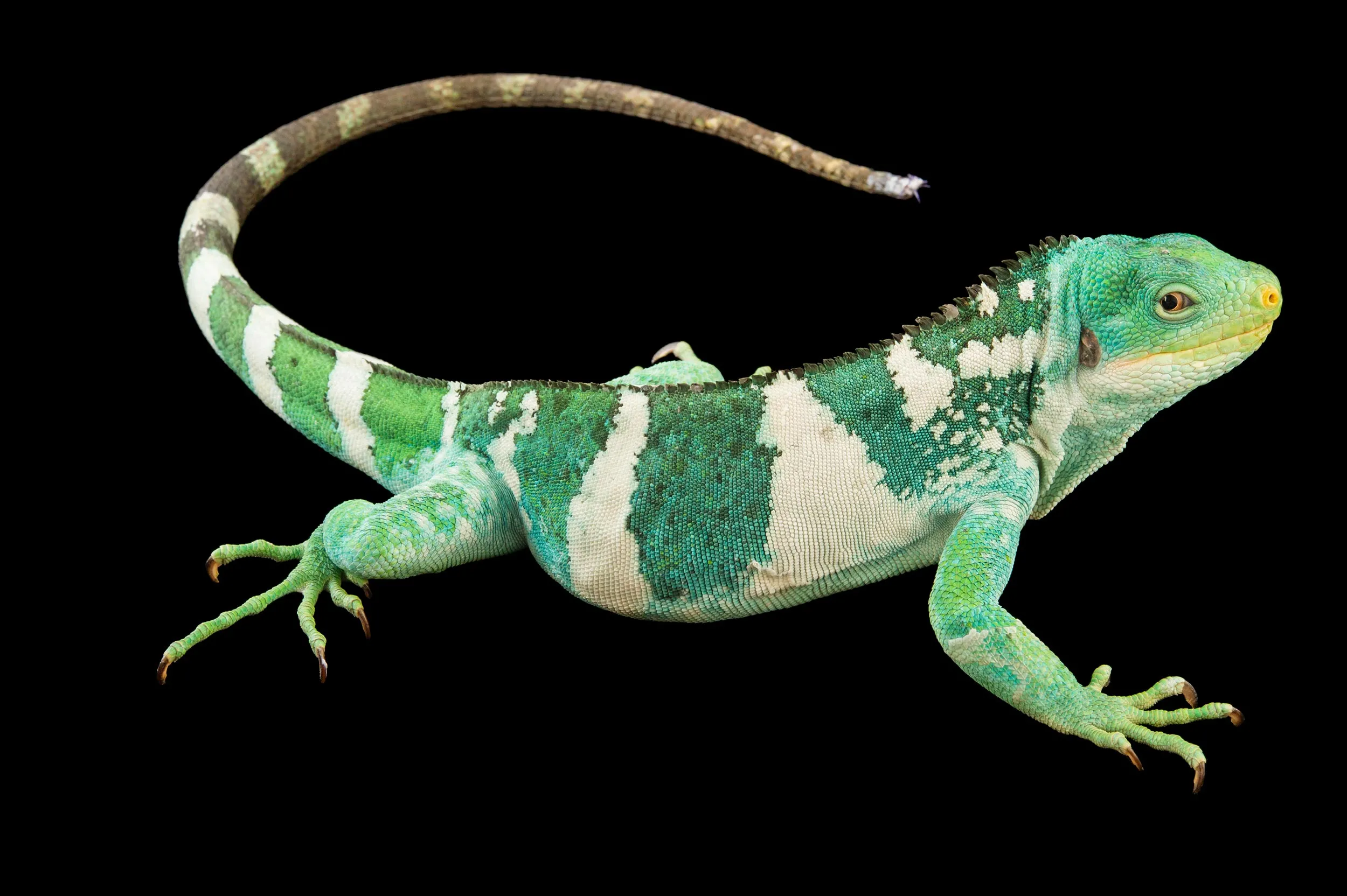 A picture of a colorful iguana.