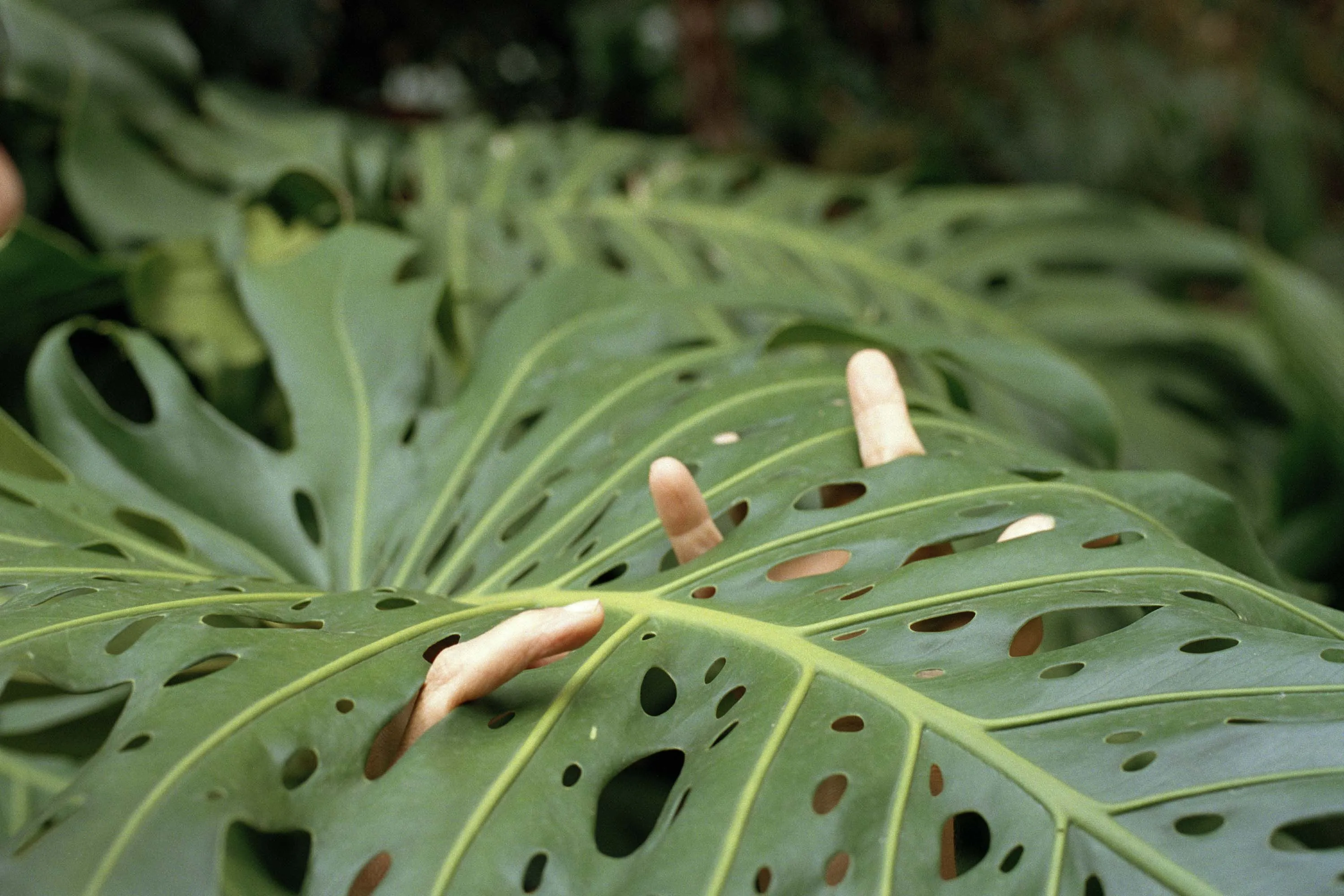 Fingers poking through plant leaves