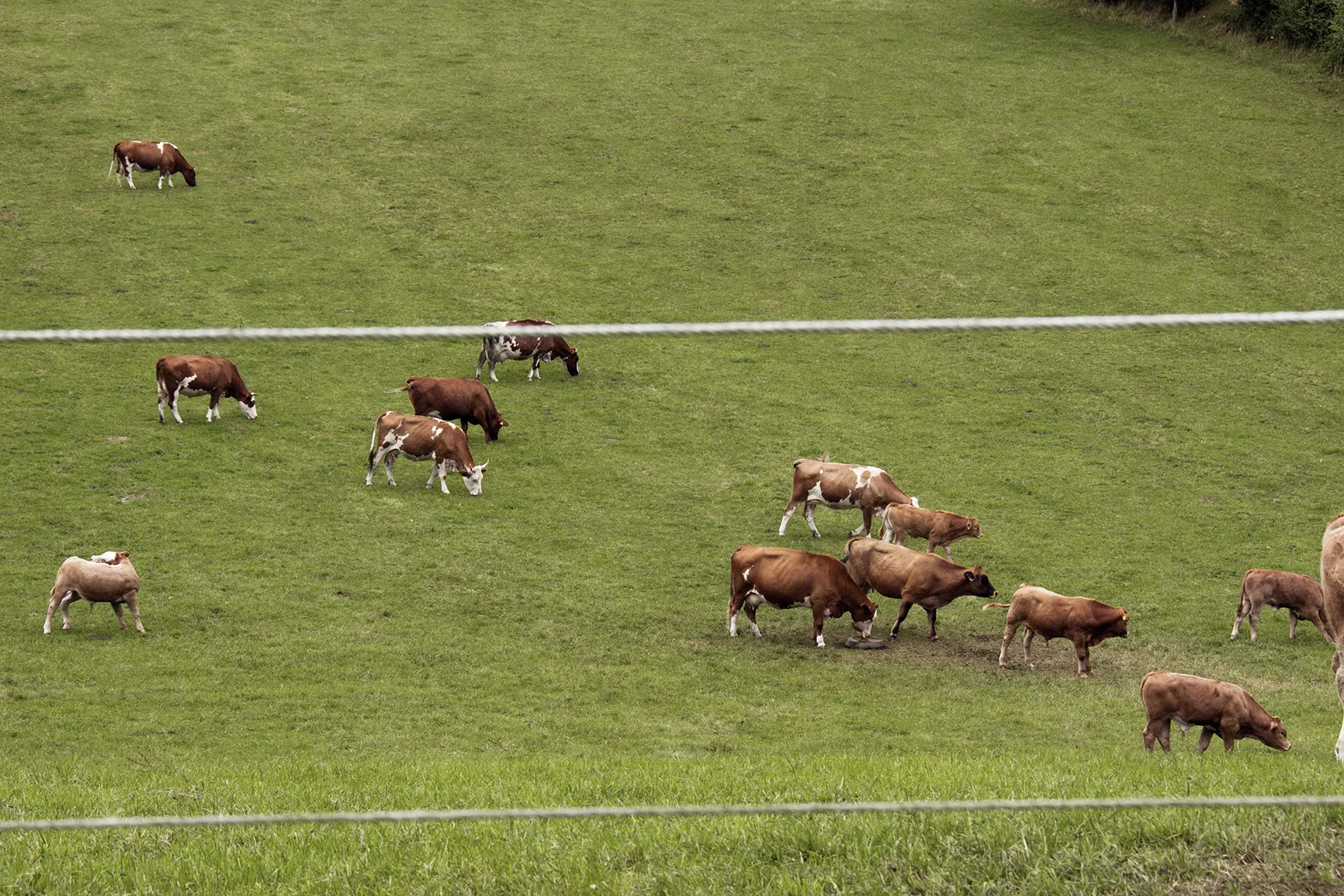A group of cows in a field.