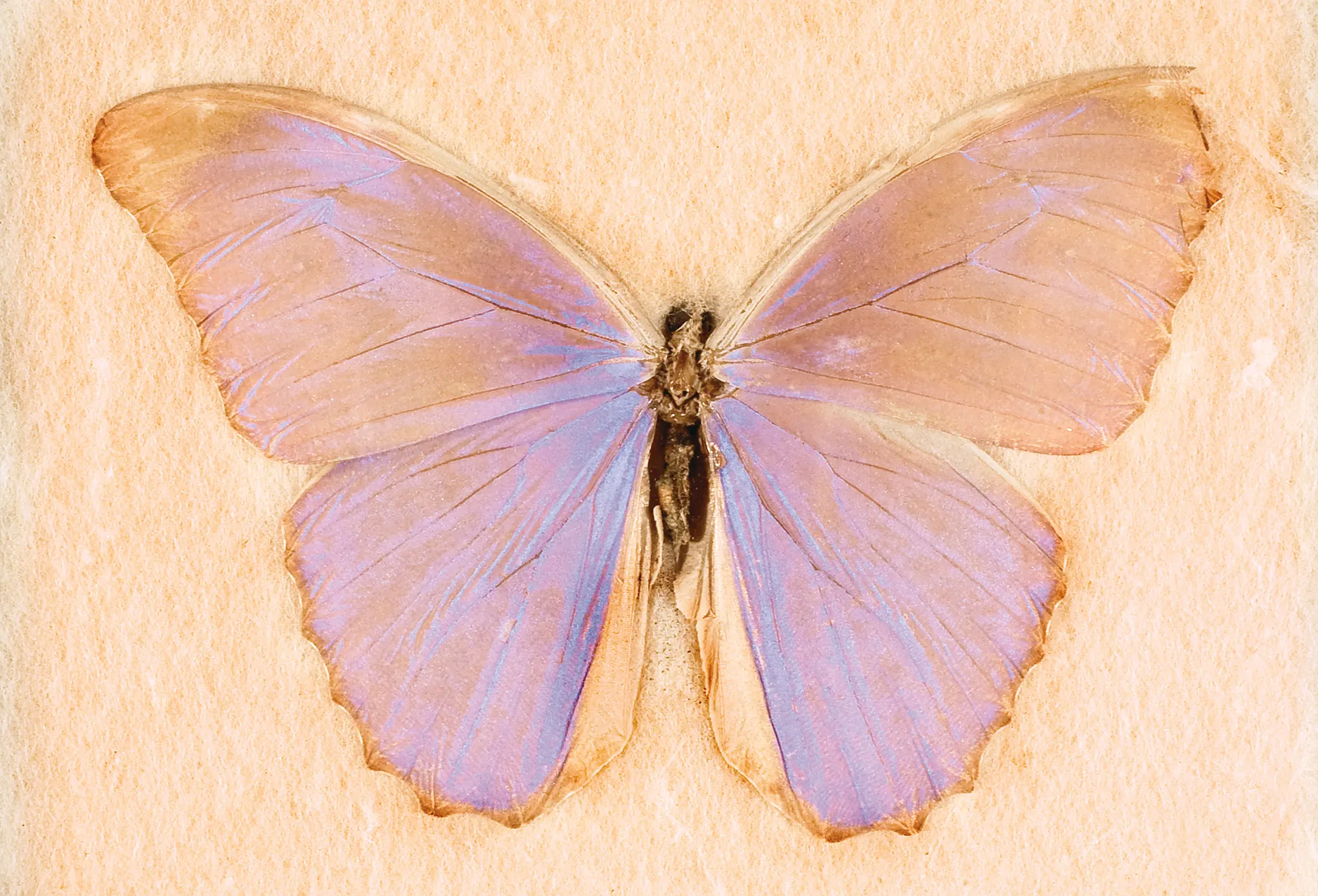 A butterfly pin down.