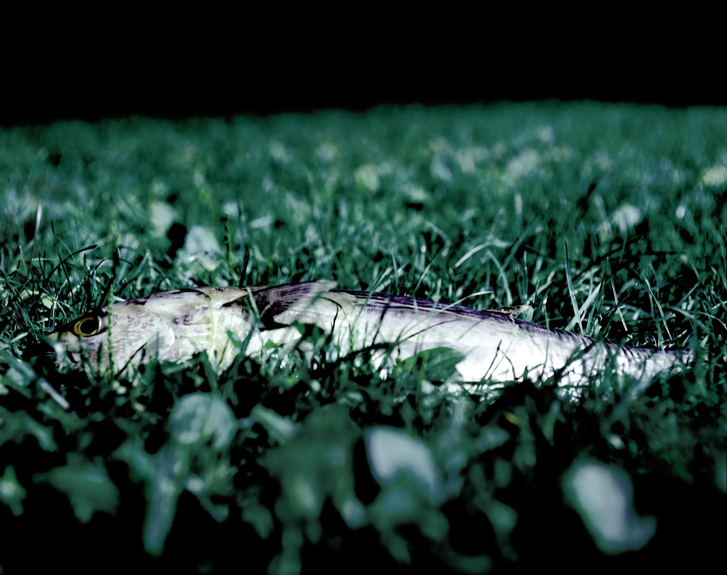 A fish on grass.