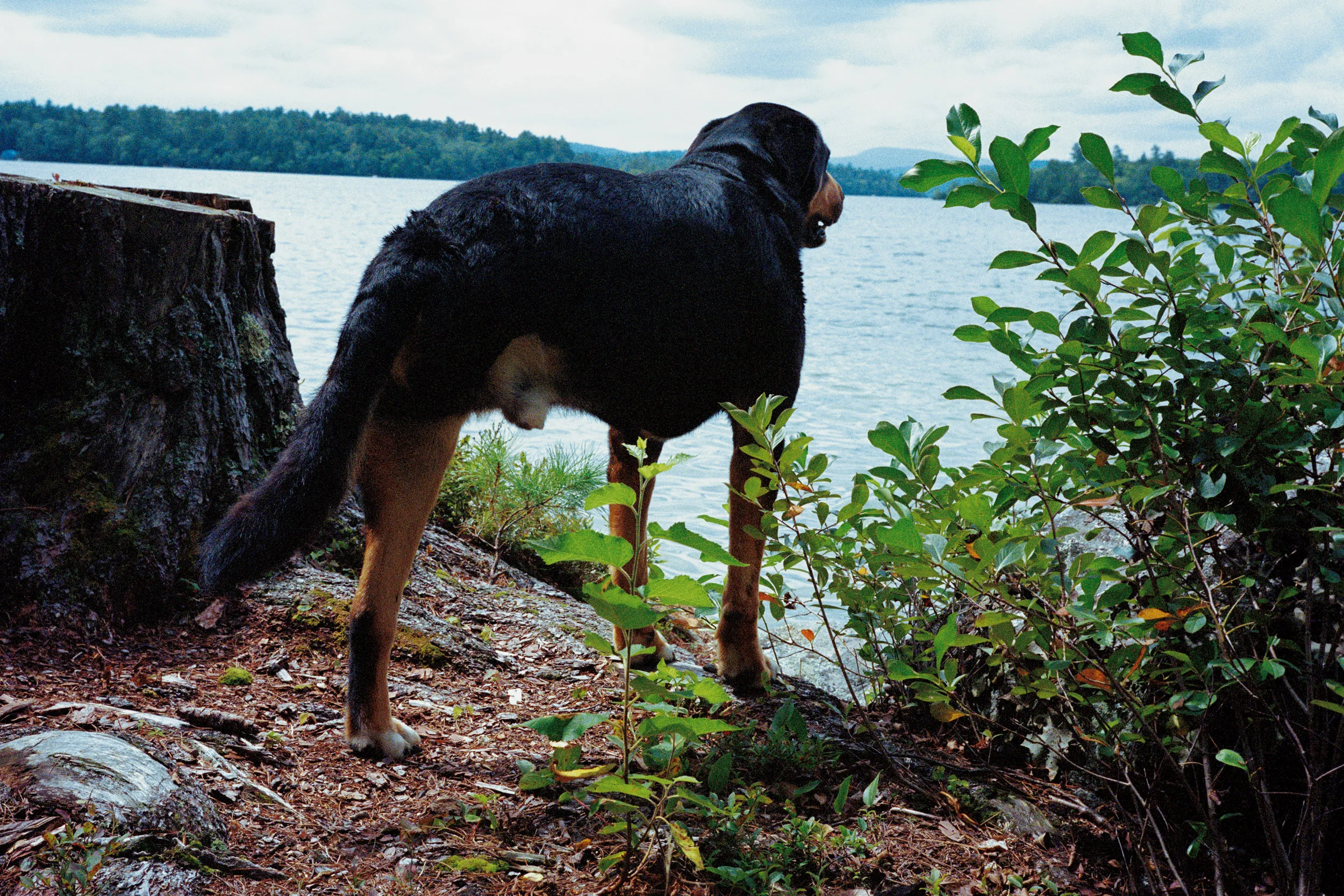 A dog peeing outside.