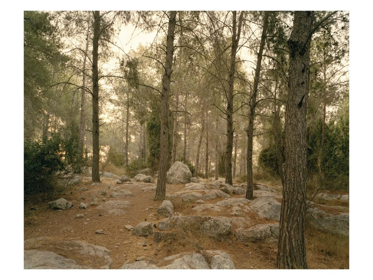 Picture of a forest.