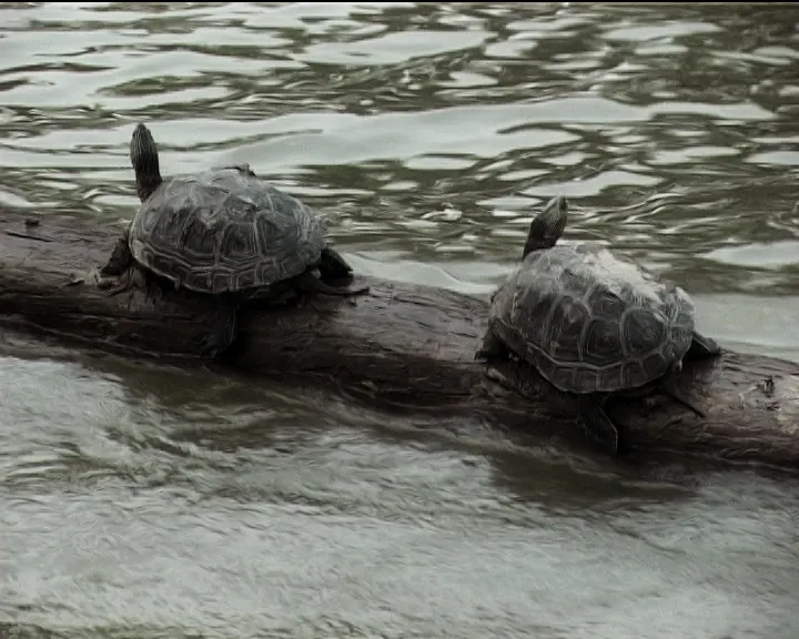 Two turtles on a log in the water.