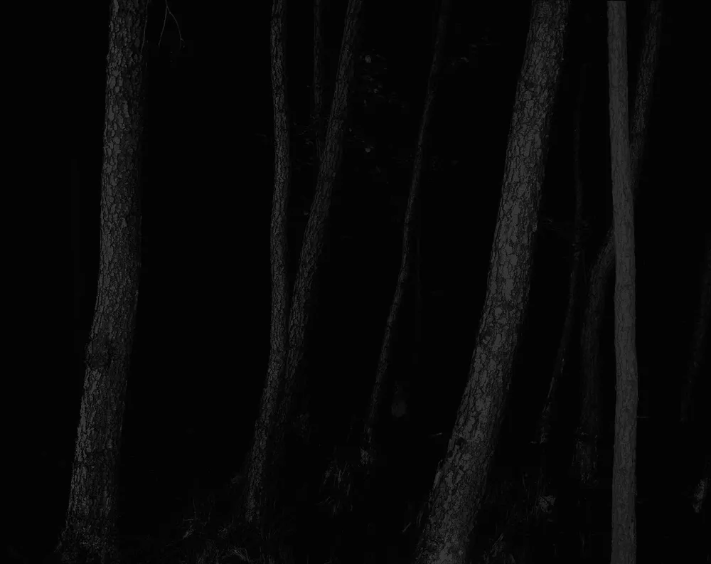 A very dark photo of the woods. 