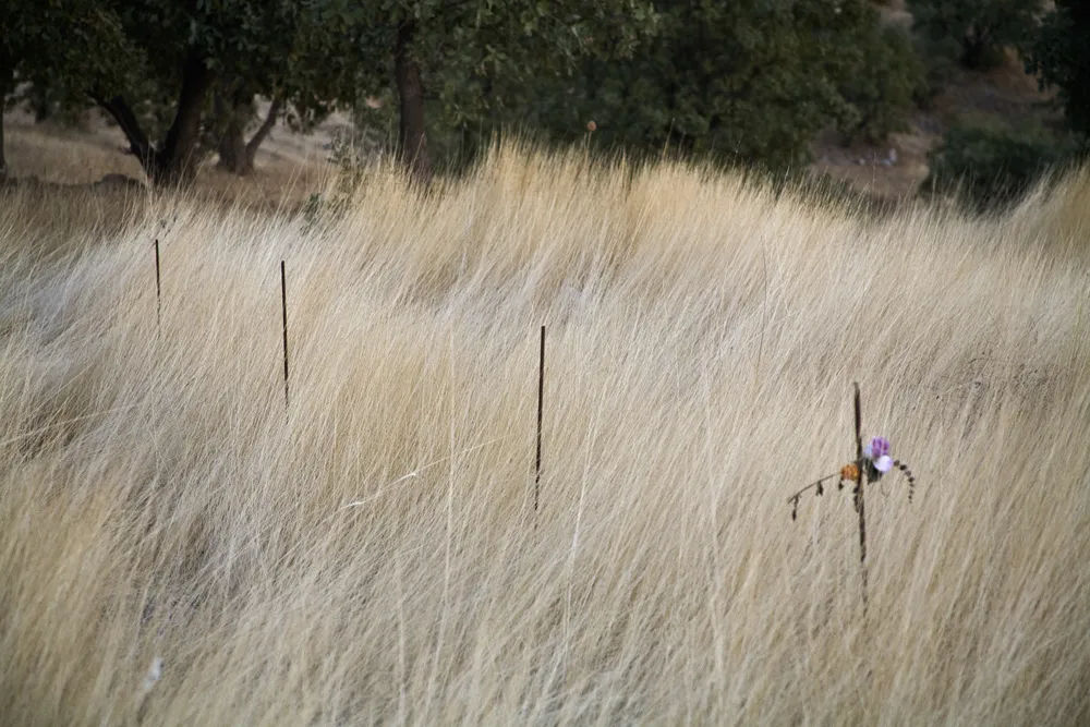 A thin chicken wire fence in an overgrown field of pale yellow grass. 