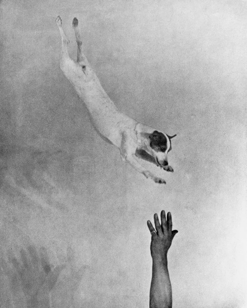 A circus dog flying through the air into somebody's arms. 