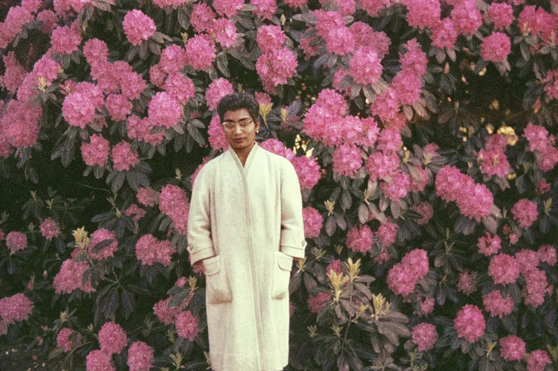Someone standing in front of a massive wall of pink hydrangeas. 