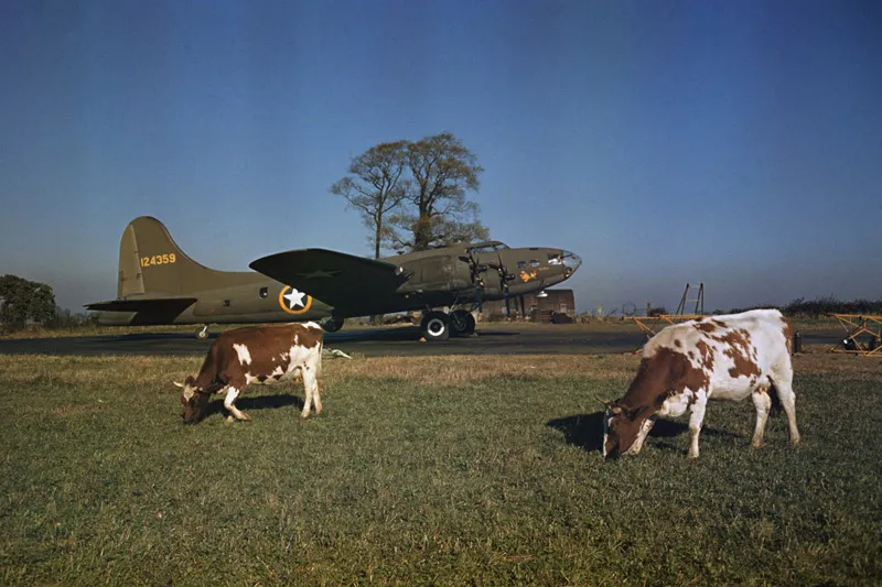 Two cows chewing cud in a green field in front of an old American bomber. 