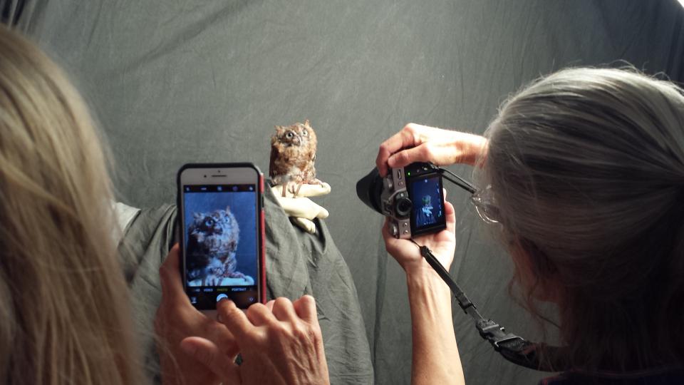 People taking photo of an owl.