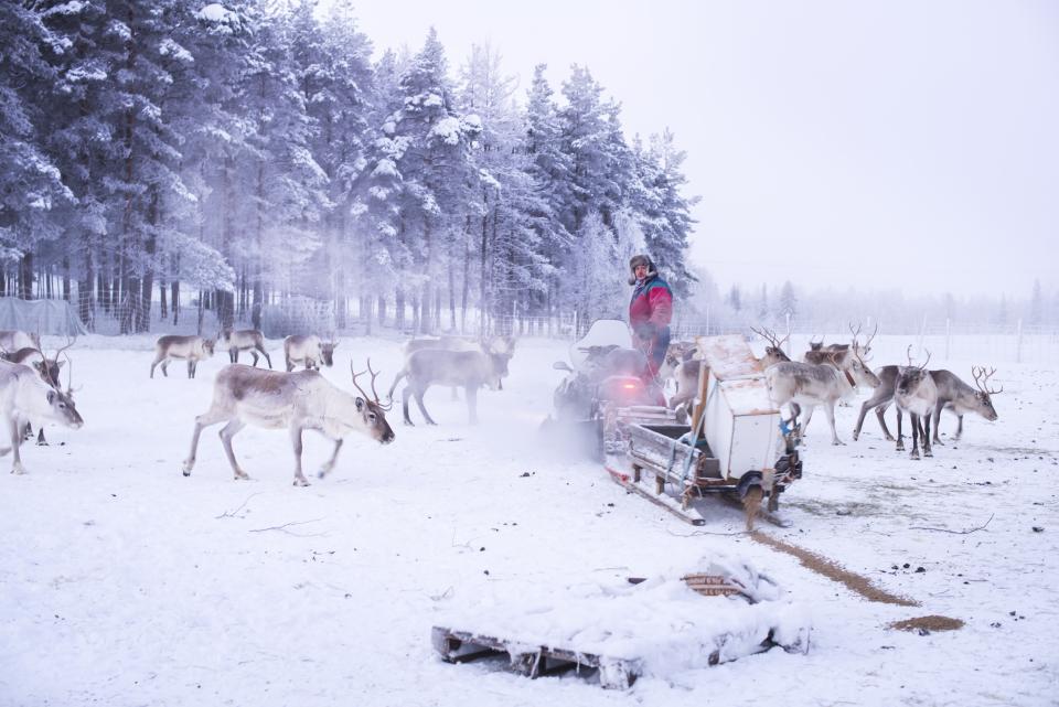 A man outside a snowy area with animals.