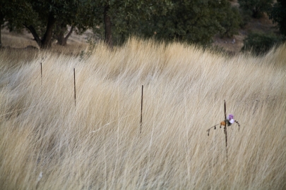 A thin chicken wire fence in an overgrown field of pale yellow grass. 