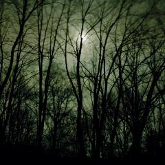 Trees with the moonlight in the background