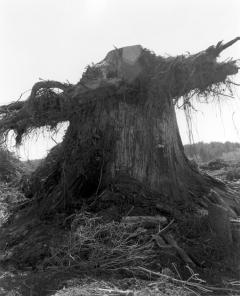 A picture of a destroyed tree.