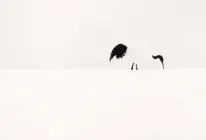 Red Crown Crane Feeding, Tsurui, Hokkaido, Japan