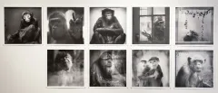 Collage of monkey pictures.