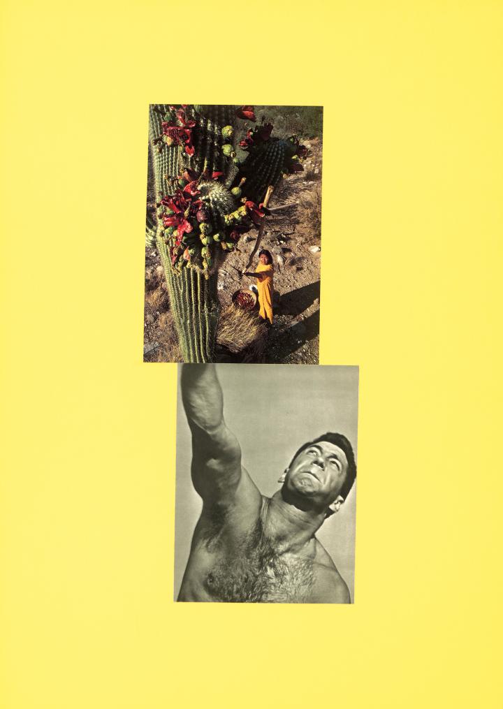 Two images spliced together with a yellow background, a man raising his hand up, which appears to turn into a cactus in the other image. 