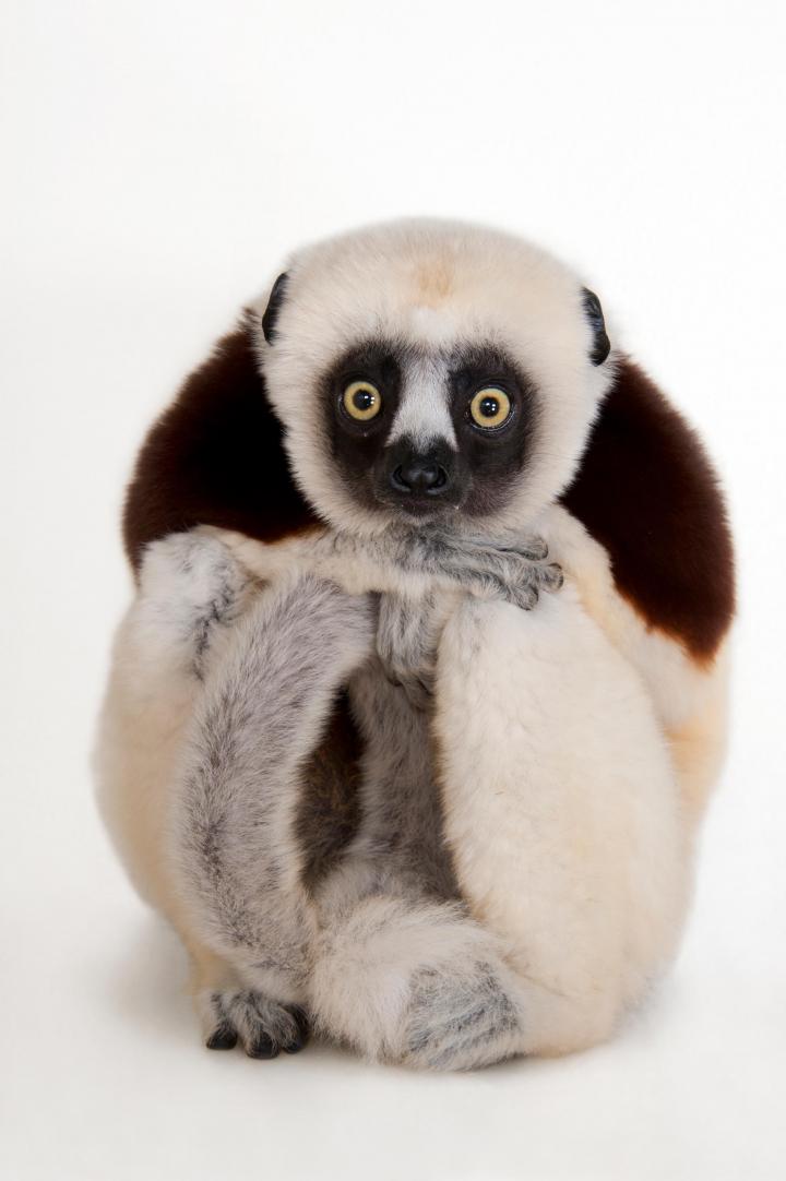 A picture of a sifaka.