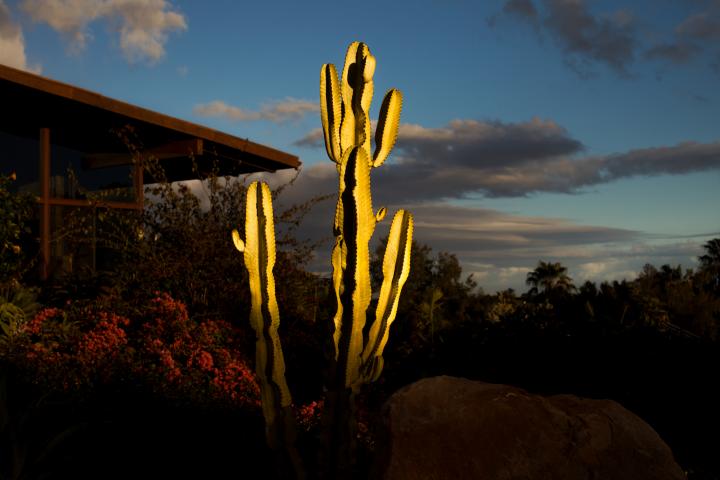 A cactus outside.