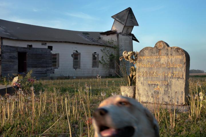A picture of an old building and a dog.