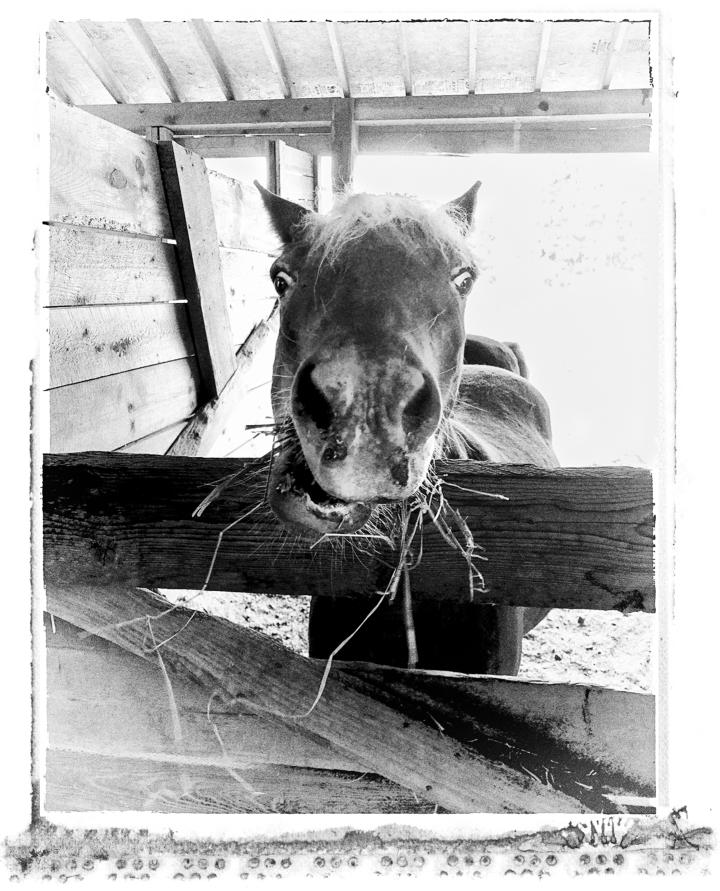 A goofy horse looking straight at the camera. 