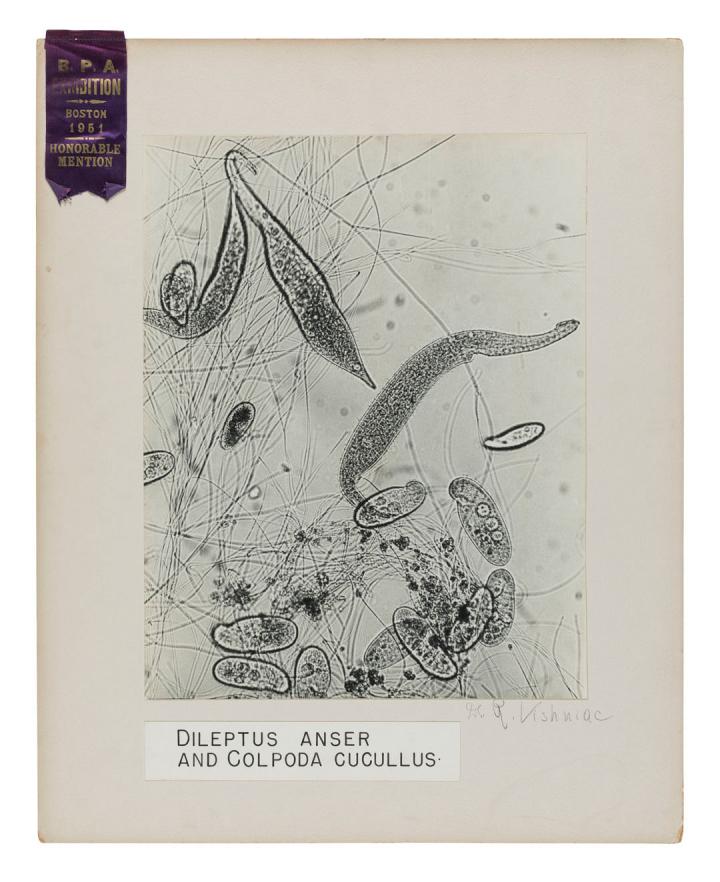 A picture of Dileptus Anser and Colpoda Cucullus.