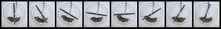 A collection of shots of a hamster running on a wheel.