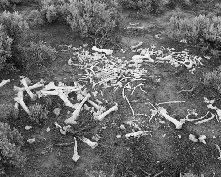 A pile of animal bones in the center of the Sahara. 