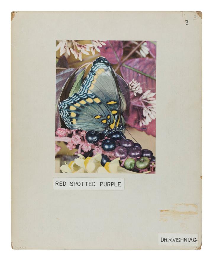 Page with a photo of a butterfly 