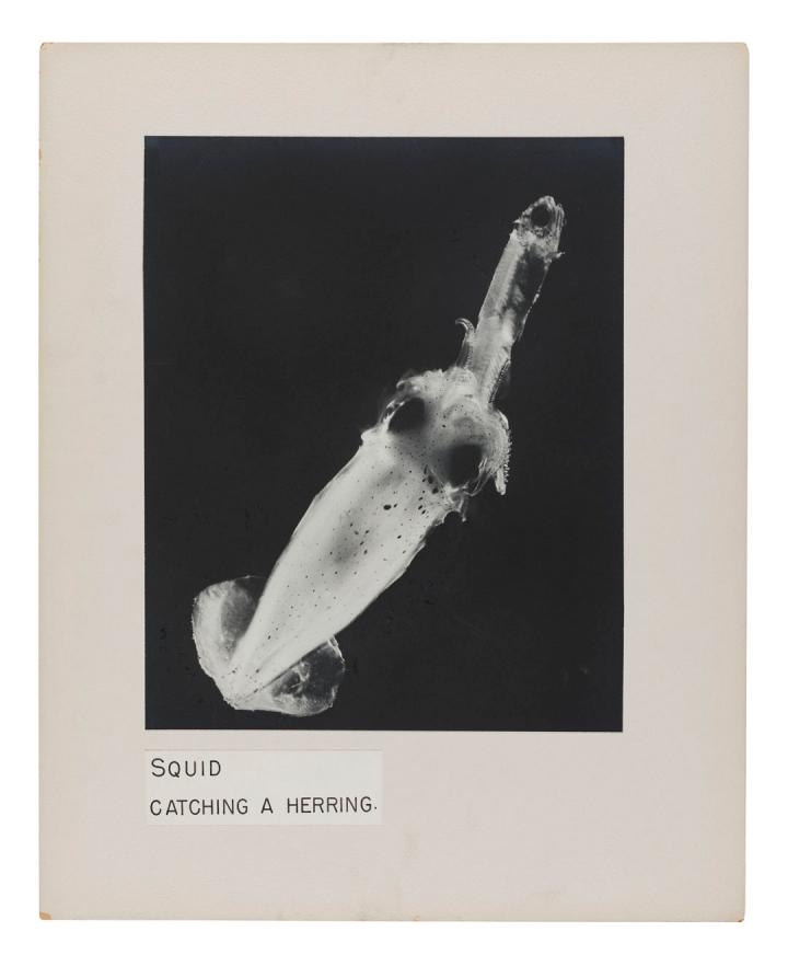 Photograph of a herring squid