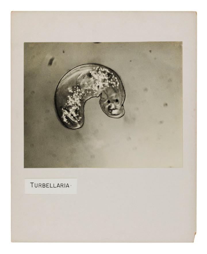 Image of Turbellaria