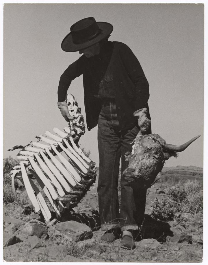 A farmer holding up the skeletal remains of a cow. 