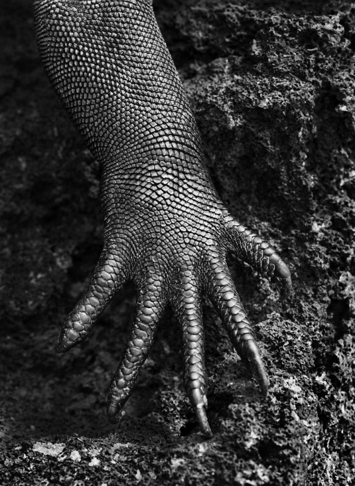 The hand of a lizard. 