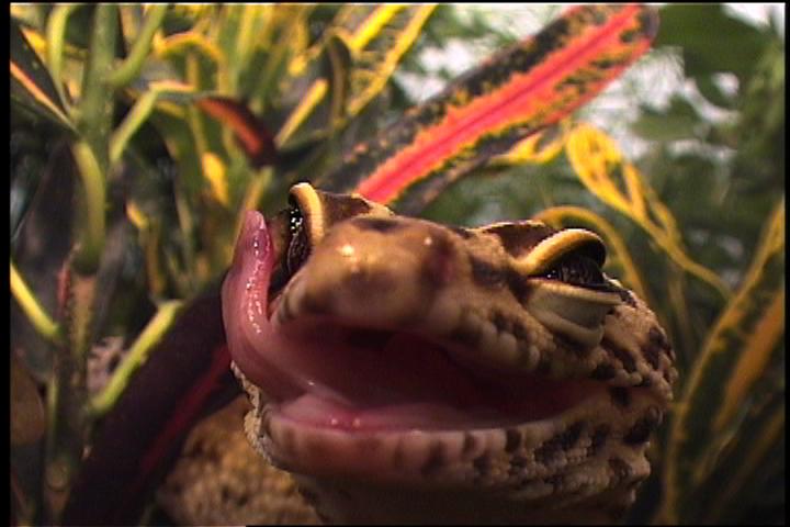 A lizard with its tongue out.