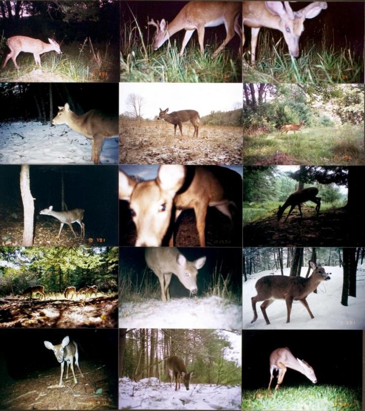 A compilation of deer. 