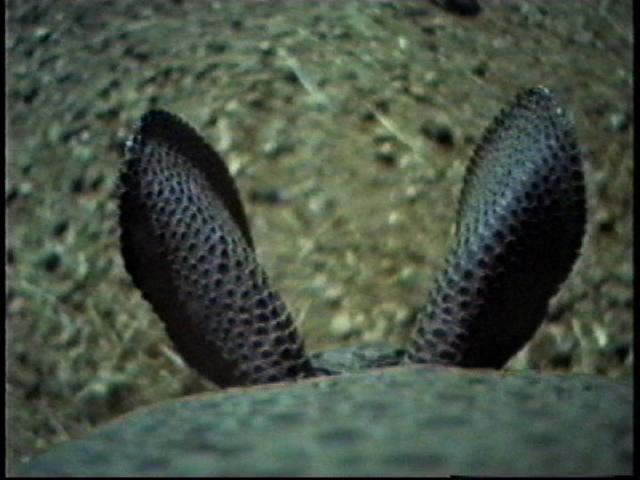 The backside of an armadillo's ears. 