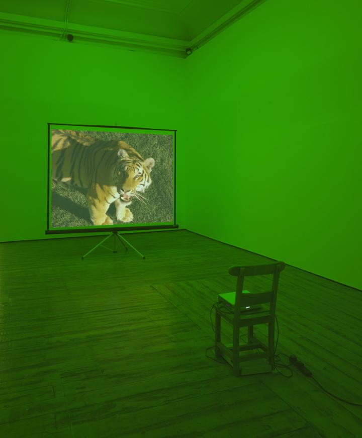 A tiger projected on a screen, with the rest of the empty room bathed in green light. 