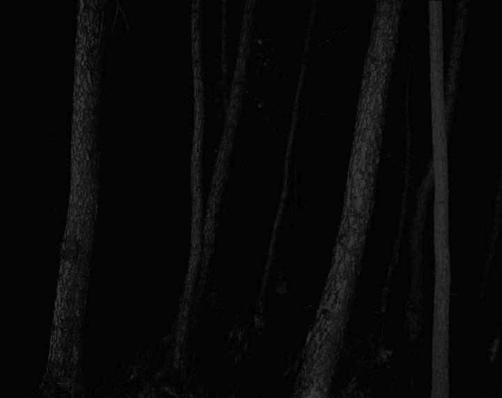 A very dark photo of the woods. 